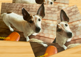 گفتن ویژگی های شخصیتی شما از روی سگ مورد علاقه تان