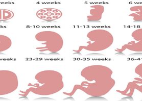 بارداری هفته به هفته (سه ماهه دوم)