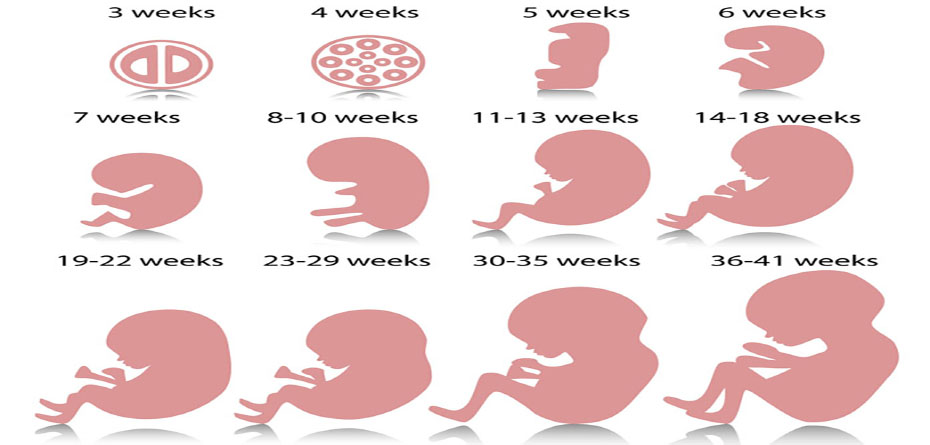 بارداری هفته به هفته (سه ماهه دوم)