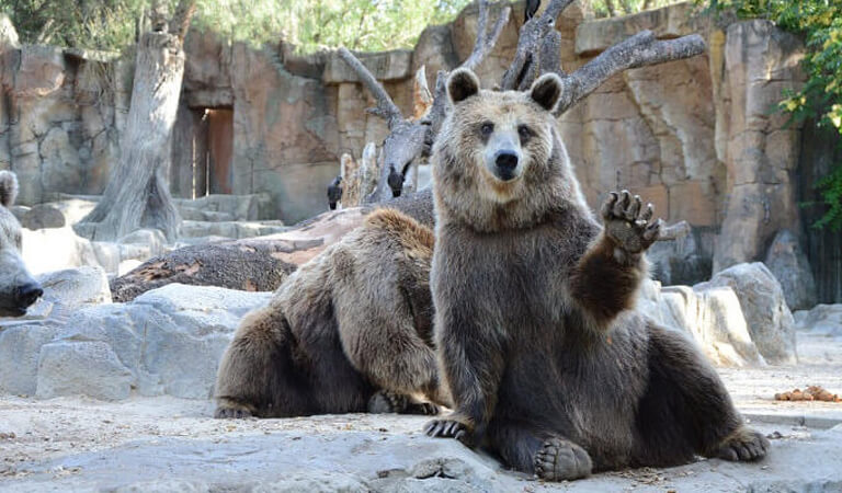 جاهای دیدنی سوئیس - پارک خرس – تعامل با خرس‌ها